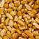 Fenugreek Seed